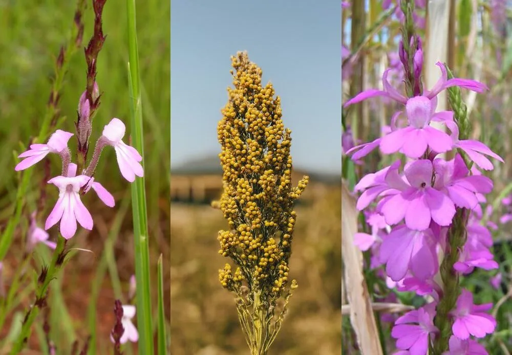 Fighting Striga: How Improved Seeds Are Reviving Sorghum Farming in Nigeria