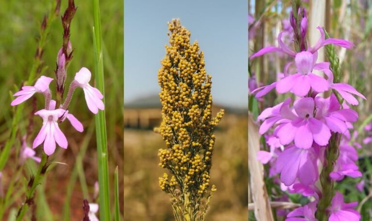 Fighting Striga: How Improved Seeds Are Reviving Sorghum Farming in Nigeria