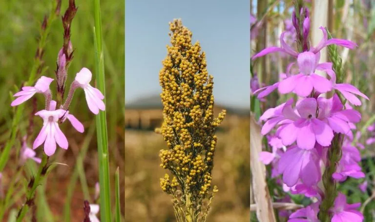 Fighting Striga: How Improved Seeds Are Reviving Sorghum Farming in Nigeria
