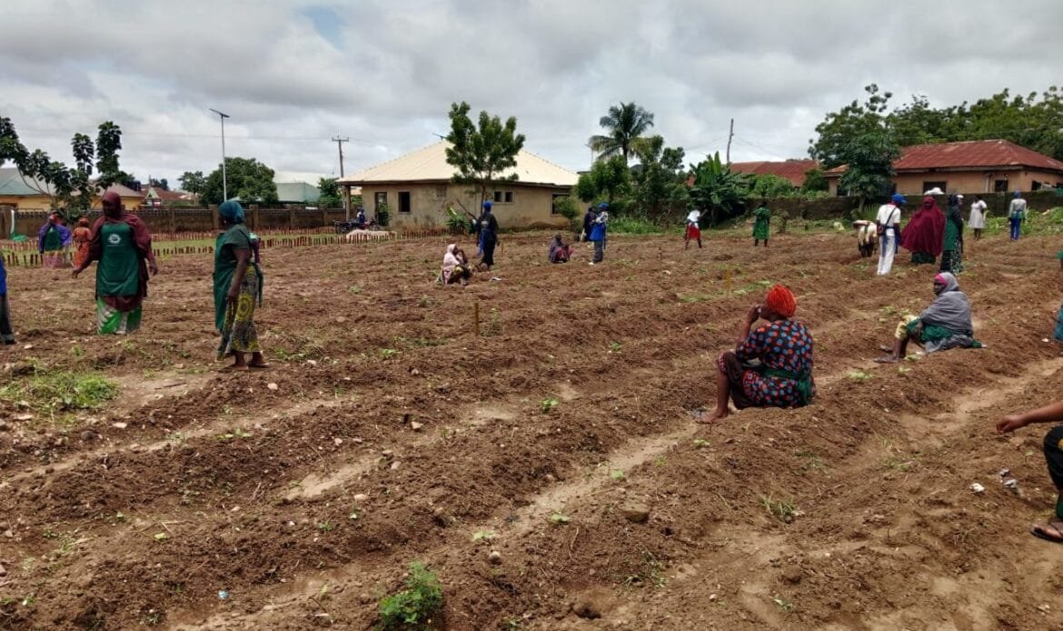 Women farmers' participating in the field demonstration at the FCT Kuje Pilot project of the Renewed Hope Initiative