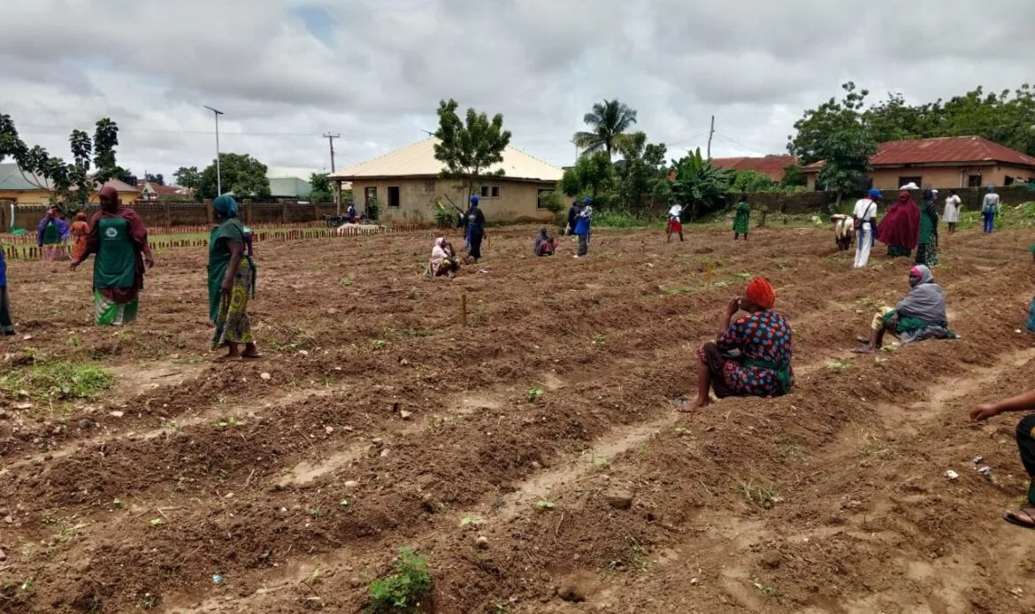Women farmers' participating in the field demonstration at the FCT Kuje Pilot project of the Renewed Hope Initiative