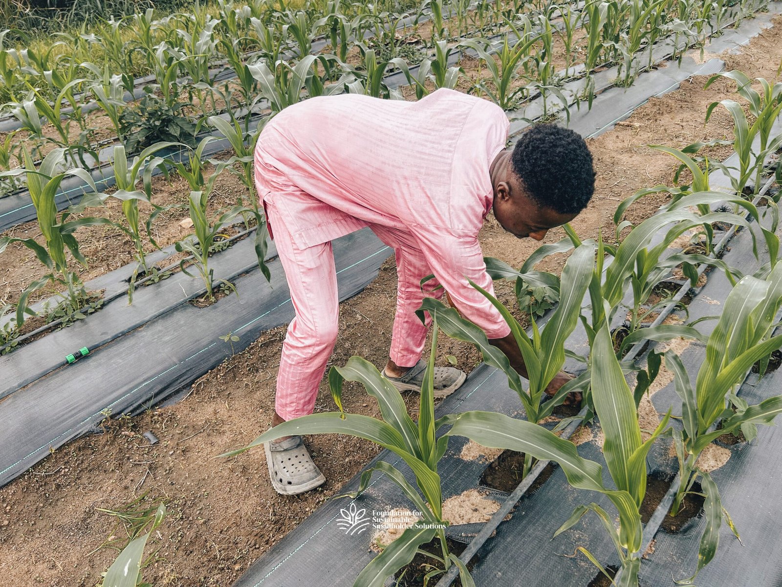 Ajibola working on the sweetcorn farm within the Hub premises