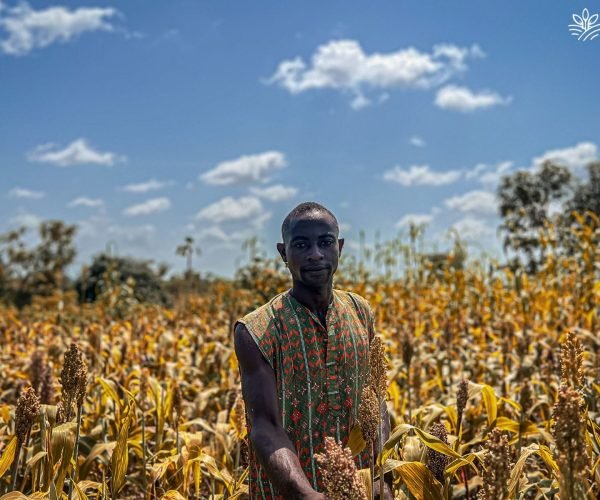 Transforming Nigerian Agriculture Through Sustainable Farming