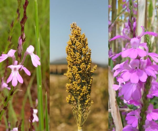 Fighting Striga: How Improved Seeds Are Reviving Sorghum Farming in Nigeria